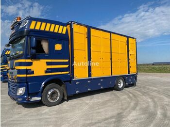 DAF 106XF510 Viehtransport Menke 3 stock - camião transporte de gado