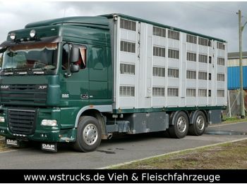 Camião transporte de gado DAF XF105/410 Spacecup Menke 4 Stock: foto 1