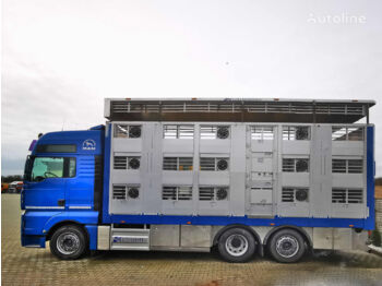 Camião transporte de gado MAN MAN TGA 26.440 XXL/Żywiec/Do zwierząt/Do bydła/Do świń/Podnoszon: foto 1