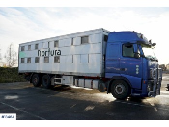 Camião transporte de gado Volvo FH12: foto 1