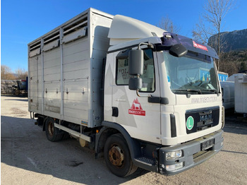 Camião transporte de gado MAN TGL 12.220