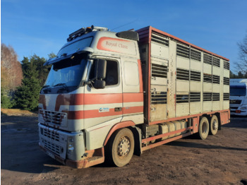 Camião transporte de gado VOLVO FH12