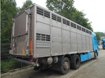 Camião transporte de gado DAF XF 106.460, MENKE-JANZEN, UNFALL-FAHRBAR!!: foto 3