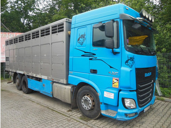 Camião transporte de gado DAF XF 106.460, MENKE-JANZEN, UNFALL-FAHRBAR!!: foto 2