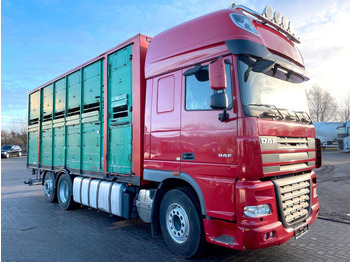 Camião transporte de gado DAF XF 105 460
