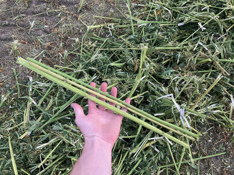 New Holland FR9060 for hemp harvest hemp harvester - Picadora de forragem automotriz: foto 5 New Holland FR9060 for hemp harvest hemp harvester - Picadora de forragem automotriz: foto 5