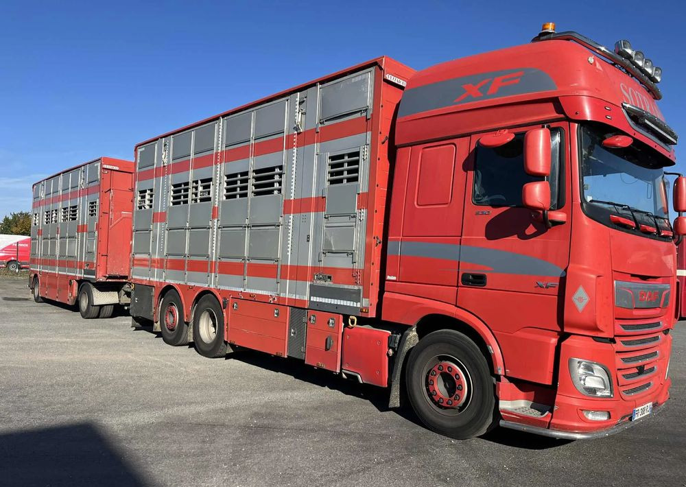 DAF XF 530 + Przyczepa Pezzaoli - 3X Trzoda, 2 X Bydło I 3 poziomy I Podnoszony dach I Hydroburta I Osie Skrętne I Poidła I Wentylatory I Pilot Manualny | - Camião transporte de gado: foto 2 DAF XF 530 + Przyczepa Pezzaoli - 3X Trzoda, 2 X Bydło I 3 poziomy I Podnoszony dach I Hydroburta I Osie Skrętne I Poidła I Wentylatory I Pilot Manualny | - Camião transporte de gado: foto 2
