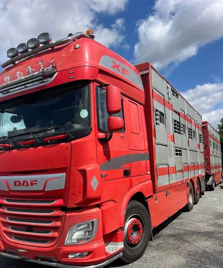 DAF XF 530 + Przyczepa Pezzaoli - 3X Trzoda, 2 X Bydło I 3 poziomy I Podnoszony dach I Hydroburta I Osie Skrętne I Poidła I Wentylatory I Pilot Manualny | - Camião transporte de gado: foto 1 DAF XF 530 + Przyczepa Pezzaoli - 3X Trzoda, 2 X Bydło I 3 poziomy I Podnoszony dach I Hydroburta I Osie Skrętne I Poidła I Wentylatory I Pilot Manualny | - Camião transporte de gado: foto 1