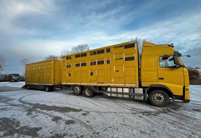 Volvo FH 420 • KABA • Transport Zwierząt 3xŚwinie/ 2xBydło 3-piętrowy • Euro 5 • Retarder • Oś podnoszona i skrętna - Camião transporte de gado: foto 3 Volvo FH 420 • KABA • Transport Zwierząt 3xŚwinie/ 2xBydło 3-piętrowy • Euro 5 • Retarder • Oś podnoszona i skrętna - Camião transporte de gado: foto 3