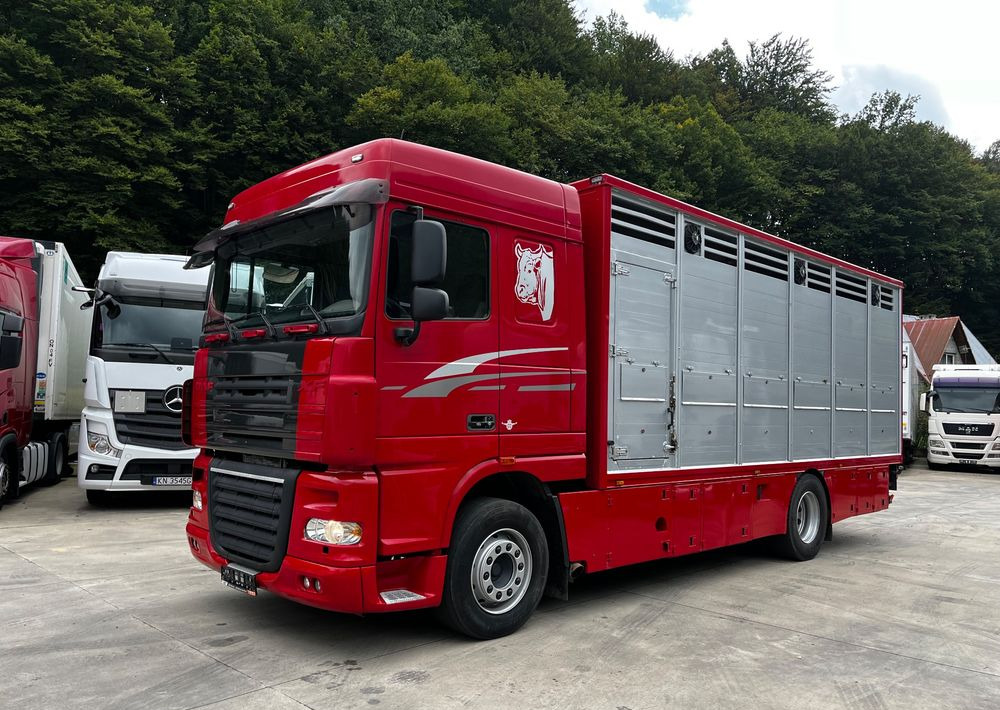 DAF XF 105.460 Euro 5 // Manual // Retarder // Do Żywca / Bydła / Zwierząt / - Camião transporte de gado: foto 1 DAF XF 105.460 Euro 5 // Manual // Retarder // Do Żywca / Bydła / Zwierząt / - Camião transporte de gado: foto 1