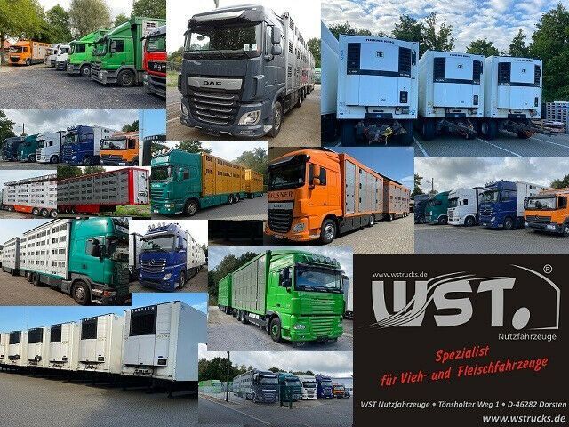 Reboque transporte de gado Menke-Janzen Menke 3 Stock Ausahrbares Dach Vollalu Typ 2: foto 6