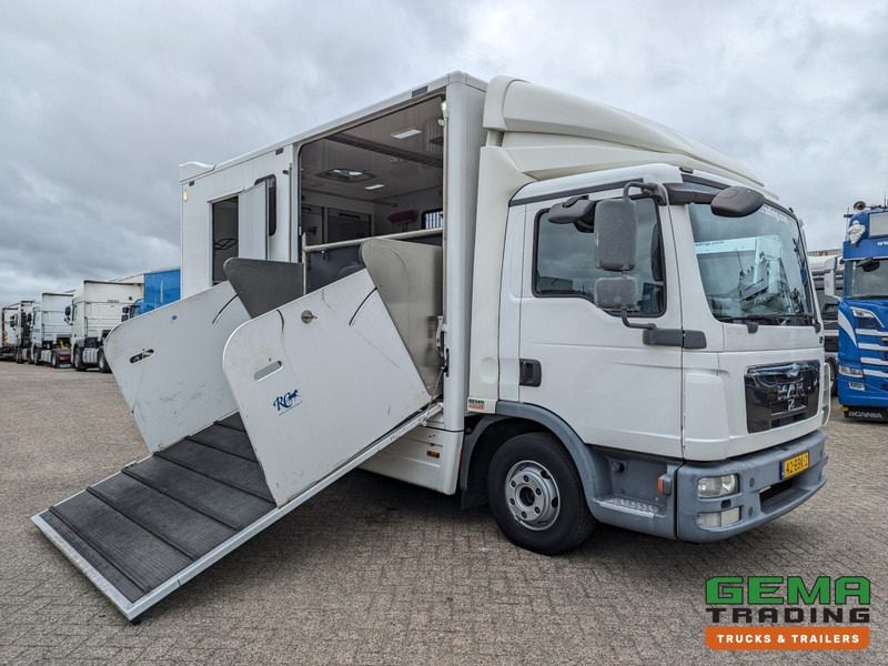 MAN TGL 12.250 4x2 Euro5 EEV RC HorseTruck - 2a3 Paards - 135.000km - MARGE (V821) - Camião de transporte de cavalos: foto 3 MAN TGL 12.250 4x2 Euro5 EEV RC HorseTruck - 2a3 Paards - 135.000km - MARGE (V821) - Camião de transporte de cavalos: foto 3